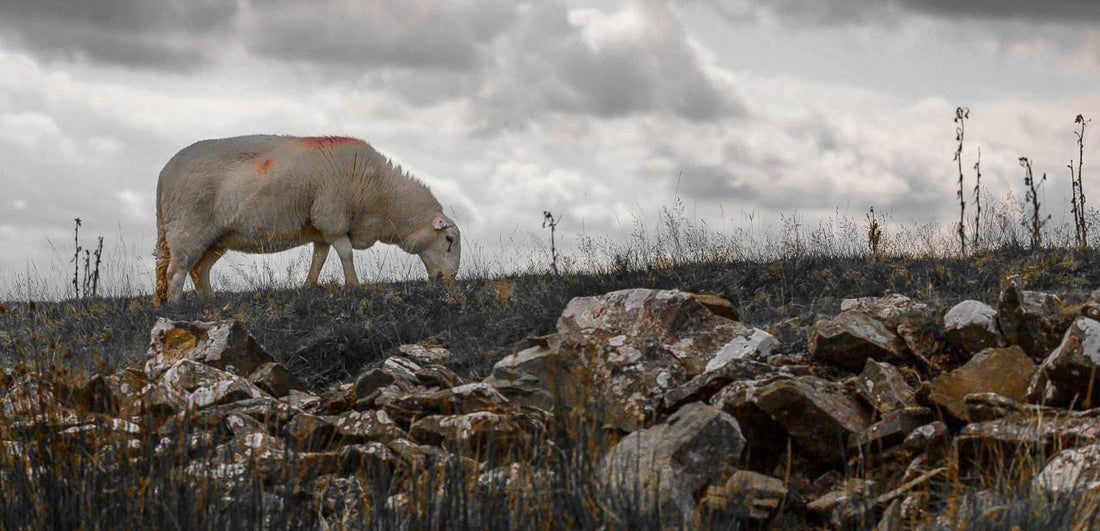 Meet Our Suppliers - Cambrian Mountains Wool